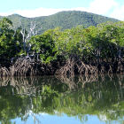 Mangrove forests on New Caledonia's coastline