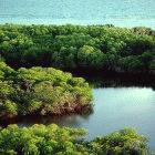 Mangrove fringed lagoon in the Philippines