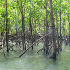 Mangroves