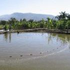 Mawila fish pond in southern Malawi