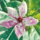 Researchers developed a cancer drug from the tropical periwinkle, used as a medicinal plant in Africa