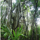 Selva de Coba, México Selva de Coba, México