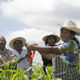 Tending crops in Mexico