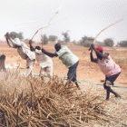 Agriculture in Africa is at the top of DFID's priority list