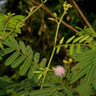 Mimosa pigra