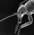 Electron micrograph of a mirid bug's head showing the piercing mouthparts it uses to feed on plant stems