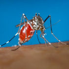 Mosquito