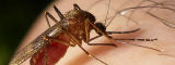 A mosquito - Flickr/eyeweed