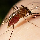 A mosquito