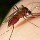 A mosquito