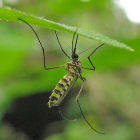 A mosquito resting on a leaf