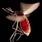 A flying mosquito