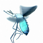 Mosquito engorged and in flight Mosquito engorged and in flight