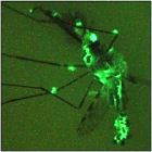 Mosquito infected with fungi