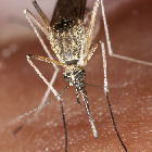 A mosquito A mosquito