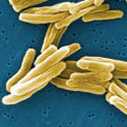 Mycobacterium tuberculosis bacteria