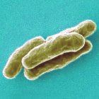 Mycobacterium tuberculosis