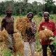 Africa's 'miracle rice'