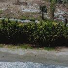 Coconut palms near the shore remained standing but the trees behind them are destroyed, Papua New Guinea, 1998
