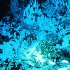 Tubeworms in a hydrothermal vent