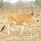 N'Dama cow