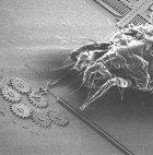 Nanotechnology is the science of the very, very small - here a mite examines a gear chain produced using nanotechnology.