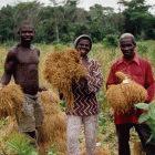 Africa's 'miracle rice'
