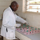 Nigeria lab technician and blood samples