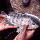 Nile tilapia
