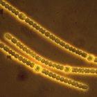 Microscopic algae that increase soil fertililty isolated from a Malaysian rice field