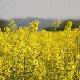 Biodiesel can be produced from oil crops like rapeseed