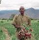 A Tanzanian onion farmer