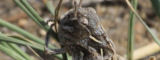 Oedaleus asiaticus - Muren Bao