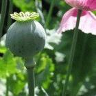 Poppy flowers and pod