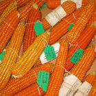 Orange maize varieties