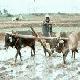 The collaboration should improve agricultural productivity in Africa