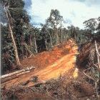 Logging road through forest in Papua New Guinea