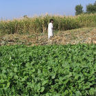 Pakistani agriculture