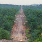 Palm oil plantation, Indonesia