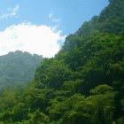 Forest in Panama