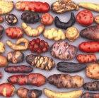 Peruvian native potatoes