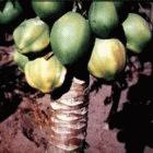Papaya tree with lumpy fruit typical of boron deficiency