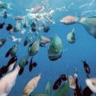 Herbivorous fish, like these parrotfish, help coral reefs resist human impacts