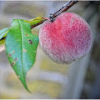 Peach