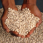 Black eyed peas in Africa