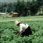 AndesThe project is broadcasting information from the Internet to farmers in rural Peru