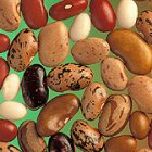 <i>Phaseolus vulgaris</i> seeds