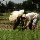 Planting rice in the Philippines