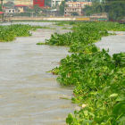 River polluted with phosphorous, the Philippines