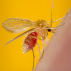 Phlebotomus papatasi sandfly